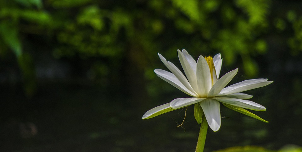 Restaura Amazônia - flor de vitória régia